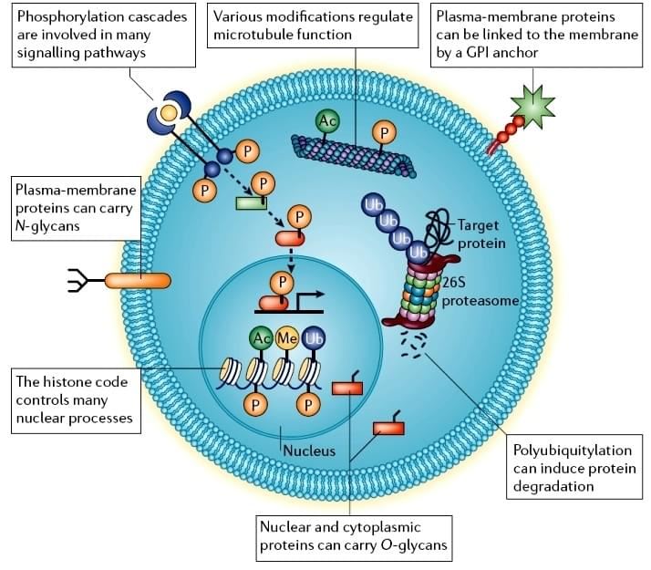 Custom Antibody Services for Post-translational Modification Specific Antibody